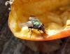 Lucilia sp.